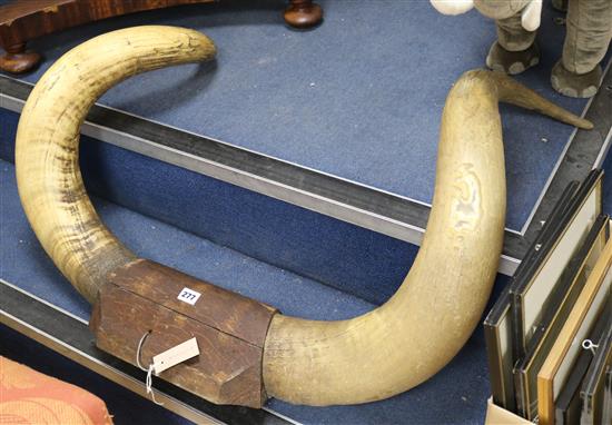 A large pair of bison horns, late 19th century 85cm